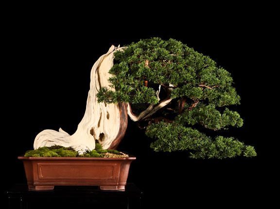 Bonsai, cay canh nghe thuat, cây cảnh nghệ thuật, cay the, cây thế, triển lãm bonsai, trien lam bonsai, triển lãm cây thế, trien lam cay the